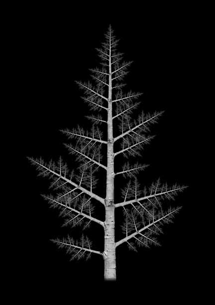 Digital art print of a fractal tree created using aspen photos.